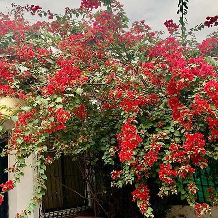 50N15 B&B Кали Екстериор снимка
